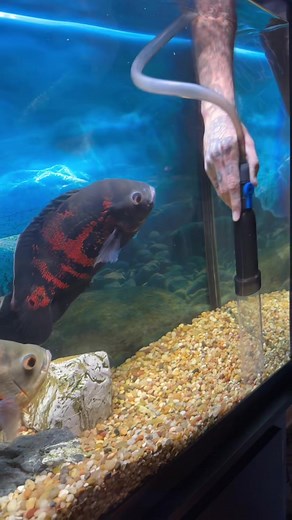 Oscar Fish Tank Cleaning: Beware of Aggressive Behavior