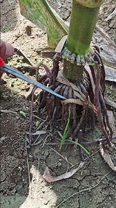 High yield corn planting technology #agricultural planting