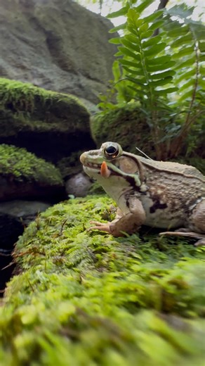 Jen on Instagram: "Such a fast and accurate frog Dee is a green frog, Lithobates clamitans, who doesn’t mess around when it comes to worms. #frog #greenfrog #frogpond #froggy #pond"