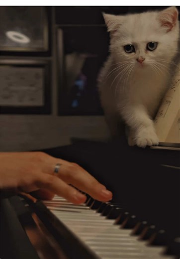 River Flows in You with kitty 🤍 Video by @English by Leila Teacher ✨ thank u my sunshine ♥️ #riverflowsinyou #vüsalsüleymanov #fyp #keşfet #cat