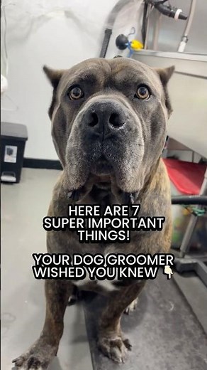 7 SUPER IMPORTANT THINGS YOUR DOG GROOMER WISHED YOU KNEW! READ DESCRIPTION #SmoochiePooch