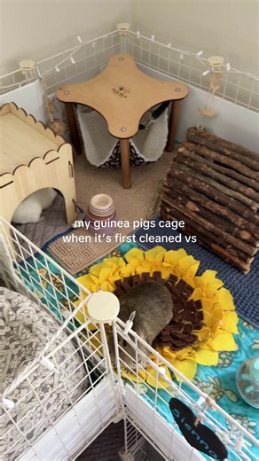 Owning guinea pigs is not for the weak 😭 - #guineapig #messy #pets #guineapigcage #smallanimals