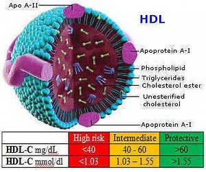 High density lipoprotein - Alchetron, the free social encyclopedia