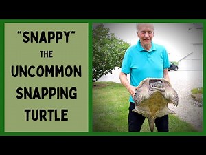 "He's Not Heavy, He's My Brother!" - Snappy The Family Snapping Turtle - Ep.1