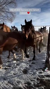 3K views · 6.5K reactions | We are ready for the first performance of the 2023 NFR! All of us here at the ranch are excited to see the Powder River superstars show out! @pagebulls @cinchjeans @americanhatco @logancoachtrailers @champion.living @agri_bestfeeds @ak_earth_movers_inc @caldwellnightrodeo | Powder River Rodeo LLC | Facebook