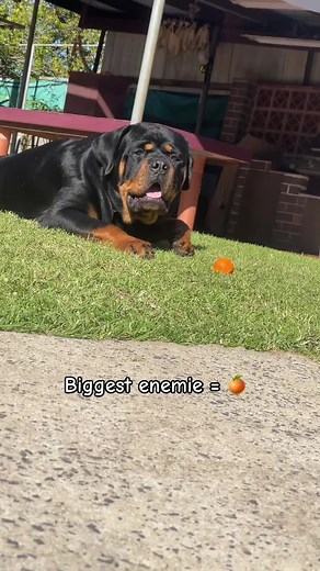 Understanding Rottweiler Behavior and Barking