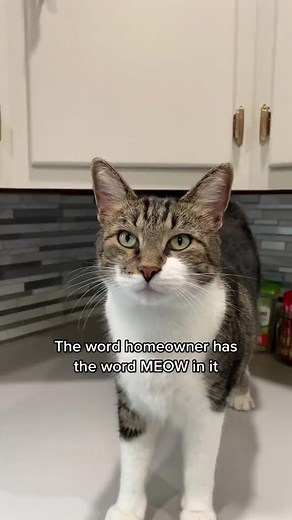 Spittin’ 🔥🔥🔥 #fyp #cat #video #nature #photography #Love #funnyvideos | mr.kitters.the.cat