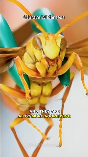 Why Do We Hate Wasps But Love Bees?