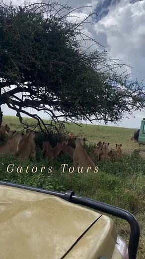 6-day wildlife safari itinerary covering Naivasha, Lake Nakuru, and Masai Mara, including indicative pricing. Prices can vary based on group size, travel dates, and accommodation category (budget, mid-range, luxury). I’ll provide an outline for a mid-range safari for 2 people sharing. 6-Day Safari Itinerary: Naivasha / Nakuru / Masai Mara Day 1: Nairobi – Lake Naivasha Pick-up in Nairobi and drive to Lake Naivasha (approx. 2 hrs) Afternoon boat ride on Lake Naivasha visit to Crescent Island Over