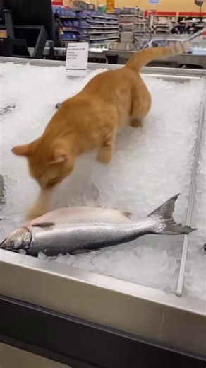 How is a cat stealing my fish?? | AI Dog Scientist