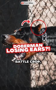 7.6K views · 56 reactions | If you apply the tape too tight, you can lose the ears. #bemindful Co-host @dobermanintagram Ear taping expert @johnnys_doberman_earpostings Videography @themilesmeyer | European Doberman Stud | Facebook