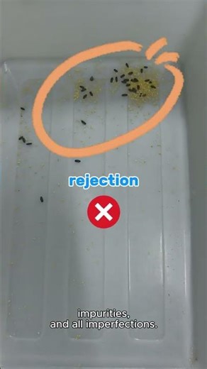 Millet Color Sorting Machine | Remove Black & Defective Grains #colorsorter