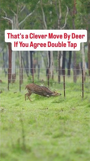 clever move by deer did you see #trending #animallife #wildanimals #wildlife #animals #youtube #yt