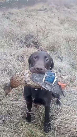 Szkolenie, układanie, wyżły dla myśliwego