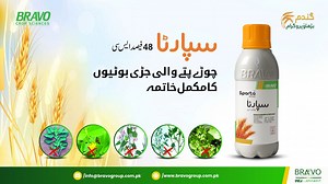 4.2K views · 56 reactions | براوو کا سپارٹا براوو ٹکنالوجی اپناؤ ---گندم کی پیداوار بڑھاؤ Tiktok: https://www.tiktok.com/@bravogroupcompanies Instagram: https://www.instagram.com/bravogroupcompanies Youtube : https://www.youtube.com/@bravogroupcompanies #BravoGroup #PakistanAgriculture #fertilizer #cropsupplement #balochistanfarmers #PunjabFarmers #kpkfarmers #sindhfarmers #bravocropsciencesnces | Bravo Group of Companies | Facebook