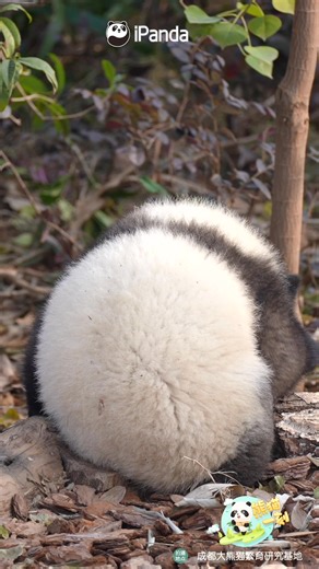 The panda baby's gradient coat leads a new fashion in the panda world. #HiPanda #ChengduPandaBase #PandaFun #PandaMoment #HowGiantPandasGrowUp For more panda information, please check out: https://en.ipanda.com | iPanda