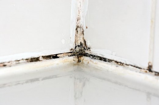 Mold vs. Mildew: Easy Ways to Tell the Difference | LoveToKnow