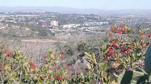 Torrey Pines state park, natural reserve for ecotourism, trekking and trails hiking, suburban coastal California, USA. Environmental conservation, plants greenery and houses. Highway 5 to San Diego.