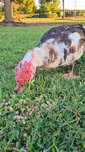 1.3K views · 78 reactions | Update on my Muscovy friend , Mohawk: He is thankfully doing very well after the dog attack several days ago. | A Parrot's Life For Me | Facebook