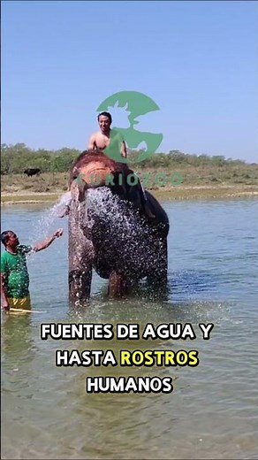Los elefantes y sus curiosidades.