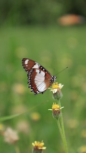 Download Vertical of butterfly in nature for free