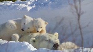 Rough, tough, and beautiful. Tom Hardy narrates a new nature docuseries following the world's deadliest hunters. Predators is now streaming. | Netflix