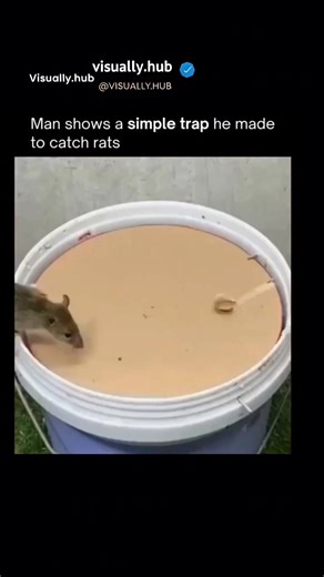 Visually hub on Instagram: "This viral DIY rat trap utilizes the principles of gravity and equilibrium to create a highly effective, non-lethal capture system. Most of these "ingenuity" traps work by using a balanced platform-such as a pivoting plank or a rolling cylinder-baited with food to lure the rodent onto a precarious surface. Because rats have a keen sense of balance but a high drive for high-calorie rewards, they unknowingly cross the center of gravity of the mechanism, causing the trap