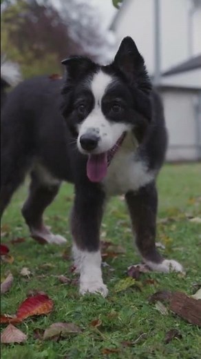 Australien Shepard: der perfekte Familienhund?