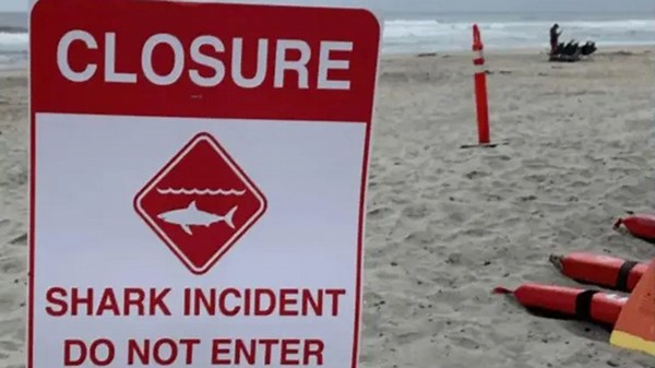 California surfer survives encounter with shark who displayed ‘aggressive’ behavior
