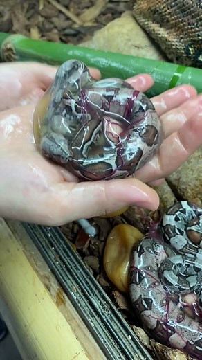 What boa constrictor live birth looks like 🤯 #animals #animalsoftiktok #baby #snake #reptile