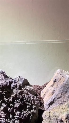 Watch this if you want to set up a planted tank. #aquarium #plantedtank #plants #fblifestyle | Trip Aquarium