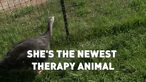 12K views · 77 reactions | It may seem strange, but female turkeys...
