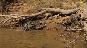 223K views · 3.9K reactions | Watch this jaguar take down its prey in...