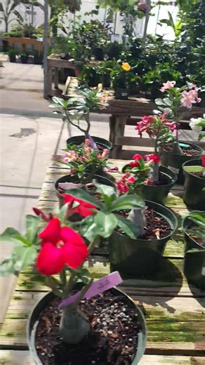 Nursery Walk Saturday 🙂 #houston #conroetx #flowers #conroe #magnoliatx #tomballtx #garden | Growers Outlet-Willis, Texas