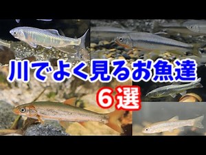 Introducing the common freshwater fish found in Japan, the minnows! [6 species in total]