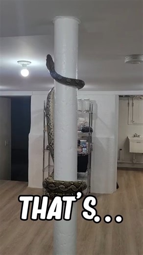 3.4K views · 16 reactions | Now That's A Big Snake - Welcome to Australia | Snake identification | Facebook