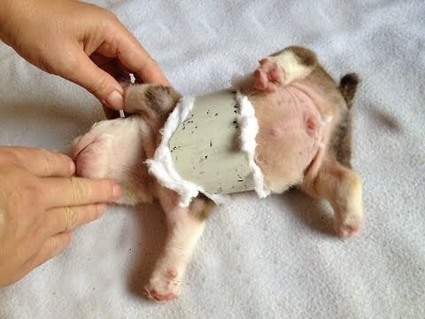 English bulldog Swimmer puppy syndrome (pectus excavatum)