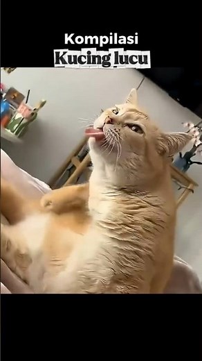 Compilation of the Most Hilarious Cat Moments 😂🐱