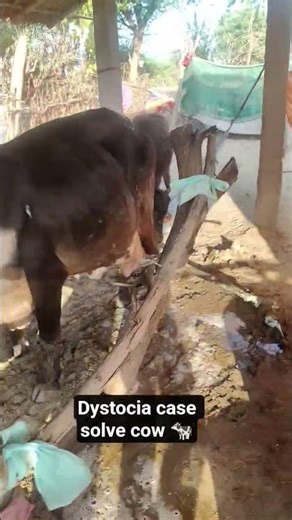 cow dystocia case solve successful #cow #veterinarypharmacist #veterinary #animals #saltlake