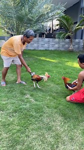 788K views · 10K reactions | Anak sa Gold x3Winner x3Uncut x Sweater (1st Time Sparring) 4 Months Old vs 19 Months Old | EzClean BackYard | Facebook