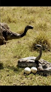 A Lesson in Survival for the Hungry Snake