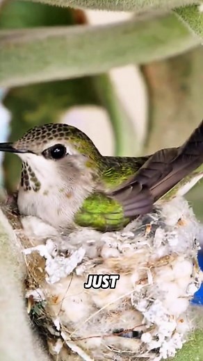 Hummingbird Mistakes Humans for Giant Flowers