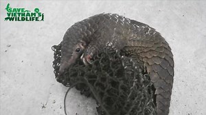 101K views · 771 reactions | Update on 70 pangolin rescue: - All were force-fed and have stomach problems. - All were injured here and there, some even lost legs or claws. - We lost one, doing everything we can do save the others. This is over our capacity. Support us! | Save Vietnam's Wildlife | Facebook