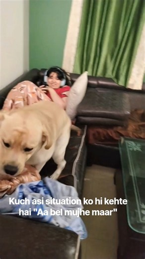 लडडू तो बहुत शैतानी करता है 🥰🥰#cute #labrador #funny #pets