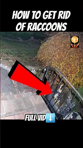 How To Get Rid Of Raccoons in My Yard DIY Solution #shorts