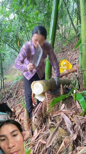 หน่อไม้หน่อใหญ่มากเลยตัดเพลิน