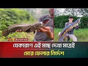 পরিবেশের জন্য হুমকি! মাছটি দেখা মাত্রই মে*-রে ফেলতে বলছে বিশেষজ্ঞরা | ATN Bangla News Online
