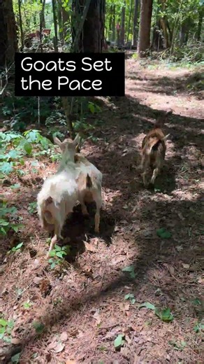 First-Time Goat Yoga And Goat Walk Expectations