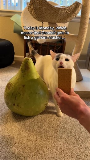 Kat Newquist on Instagram: "Can’t stop won’t stop #gandalfthecat"