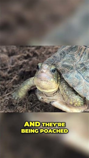 Yucatan Box Turtle Poaching: The Disturbing Truth You NEED to Know #shorts